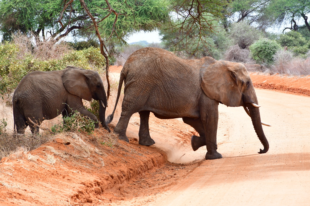Tsavo East National Park